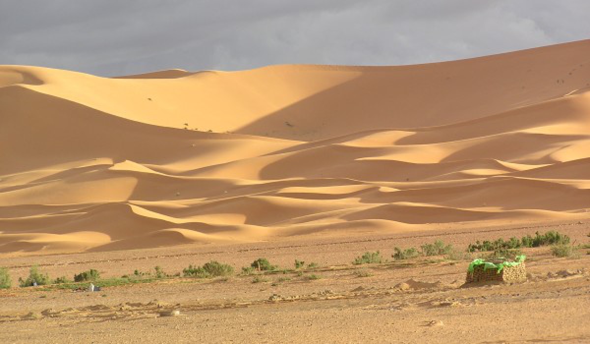 Sahaurii din Sahara